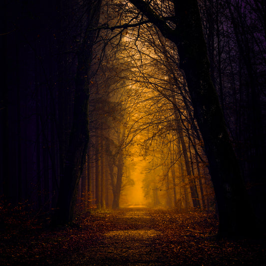 Hallowlight | 8 Adobe Lightroom Presets