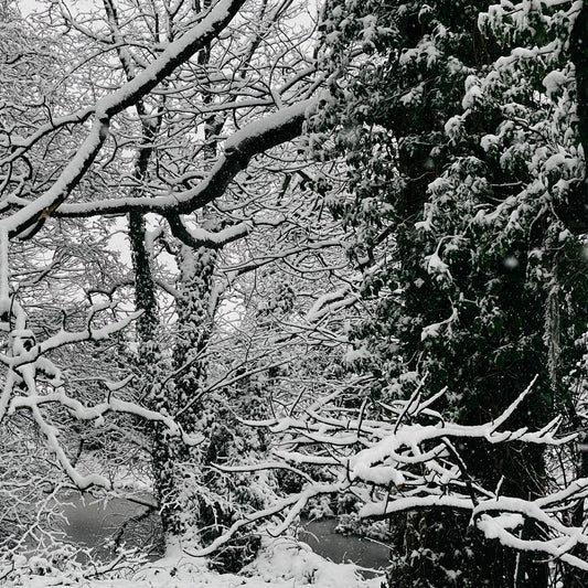 Free Trial | 8 Adobe Lightroom Presets